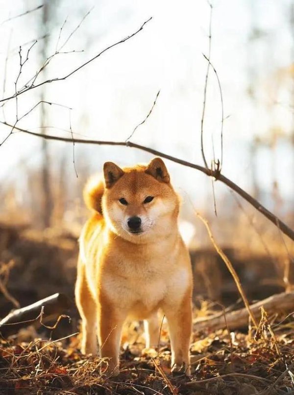 钱生财 12岁柴犬活力满满，主人这样做，寿命轻松破14年？